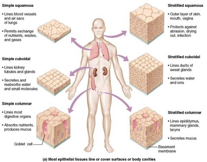 epithelium