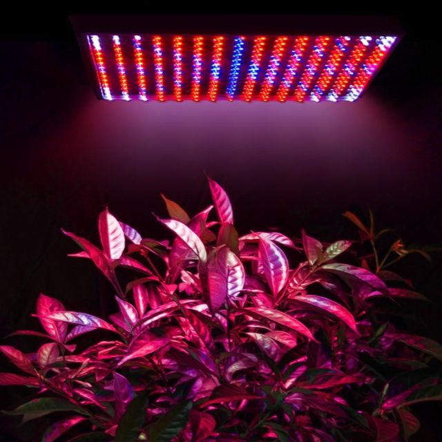 red/blue grow lights