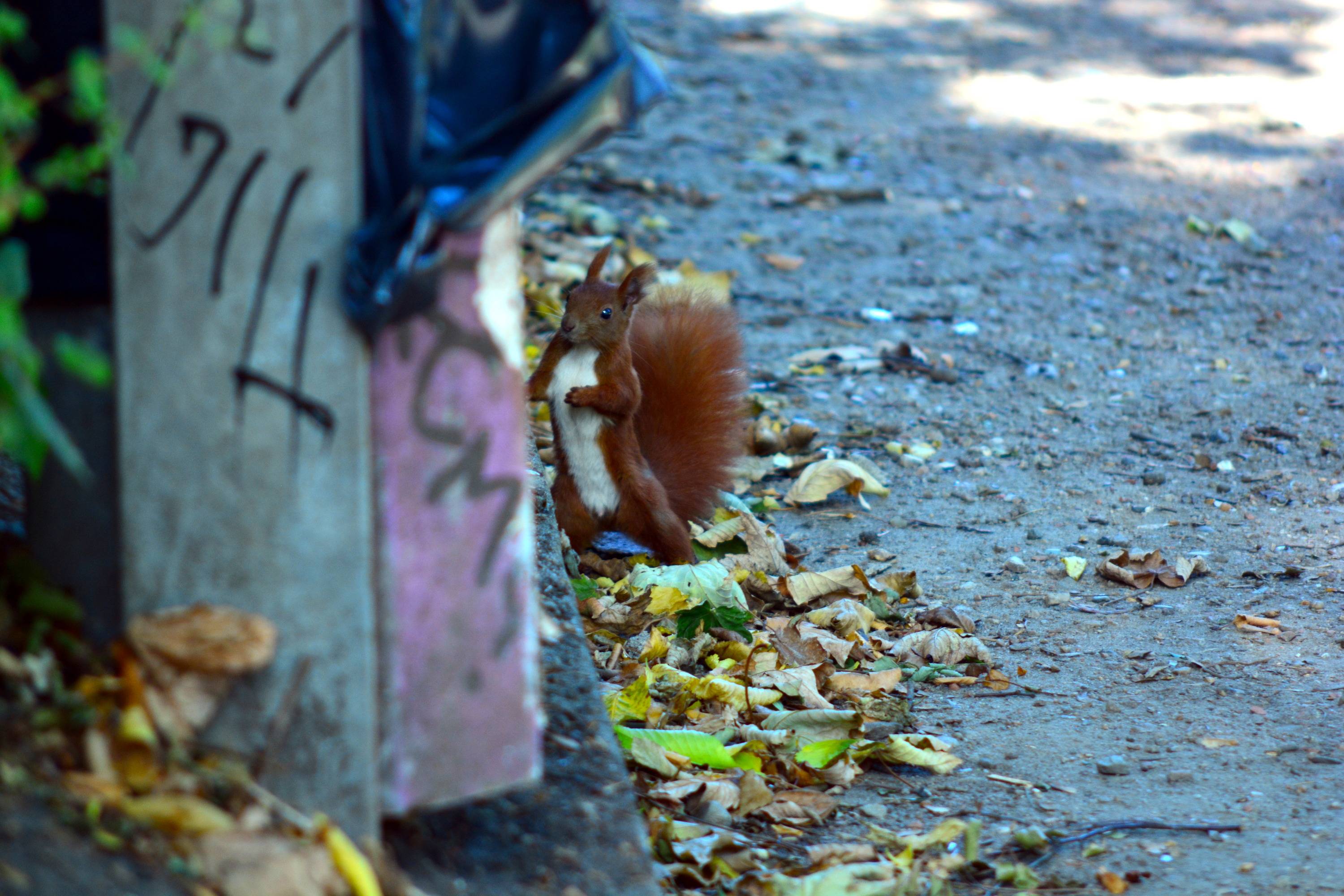 A squirrel stood on its hind legs, staring at the camera with an apparent expression of surprise