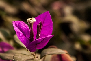 Purple Beauty