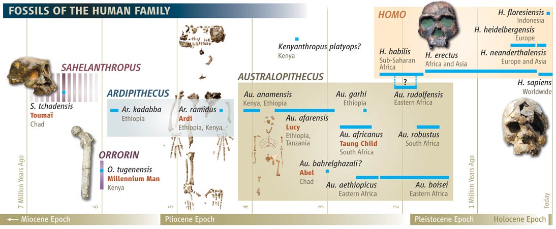 Human ancestors timeline