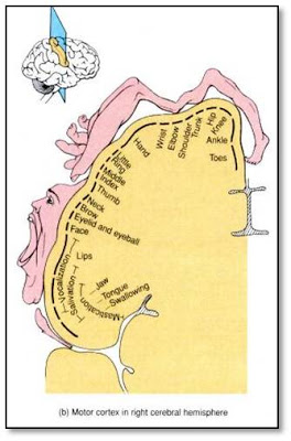 Cortical homunculus