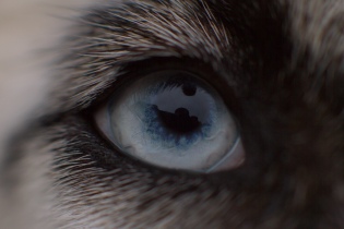 Husky eye