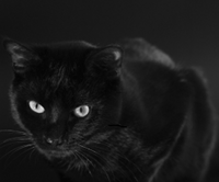 Cat---Black---Moertel---(Gentry).jpg