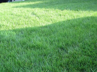 Cool-season lawn