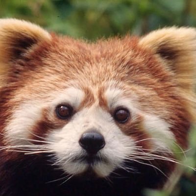 RedPandaCurios's user avatar