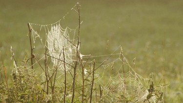 Dreamcatcher