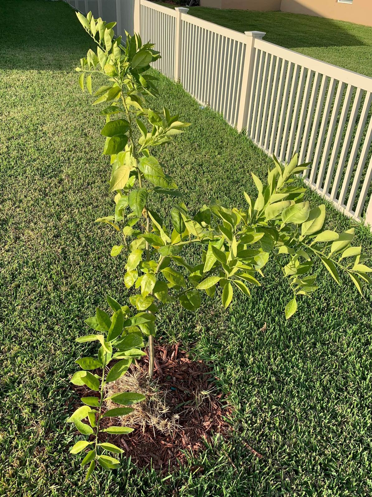 Orange tree