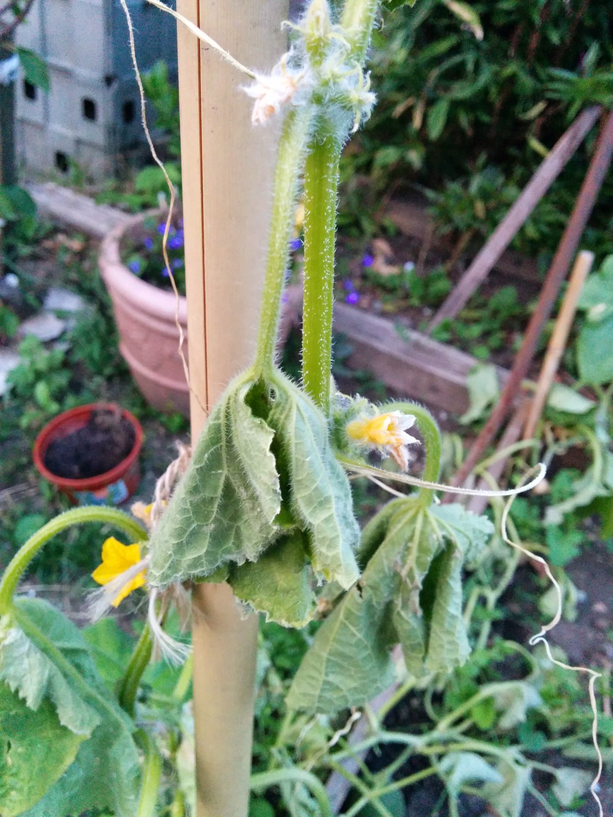 Close up of cucumber leaf