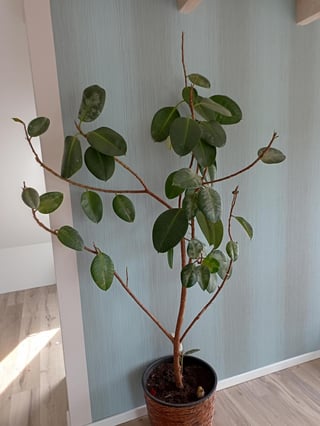 complete rubber plant