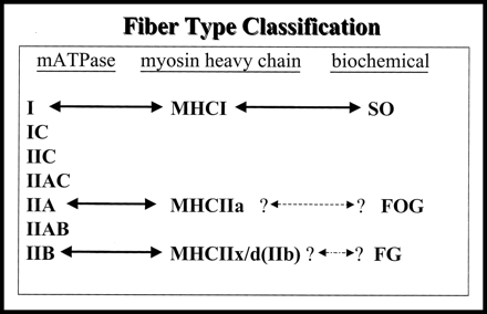 Fiber types