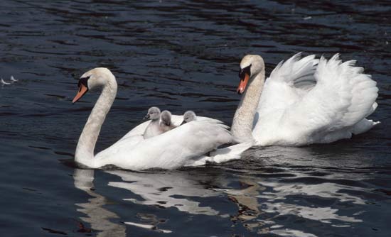 Swan family with cygnets