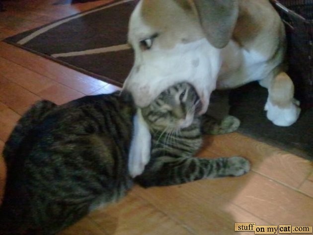 Dog eat cat world