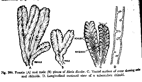 Riccia Surface