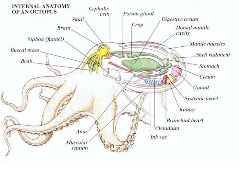 Octopus anatomy