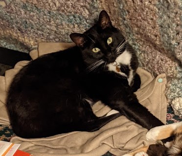 A black and white cat lounging on a blanket