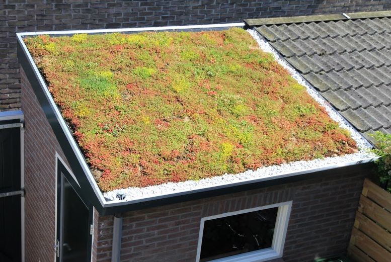 green roof on our shed