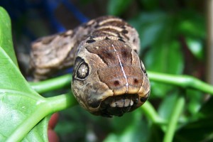 Gaudy Sphynx Caterpillar