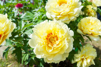 peony flower