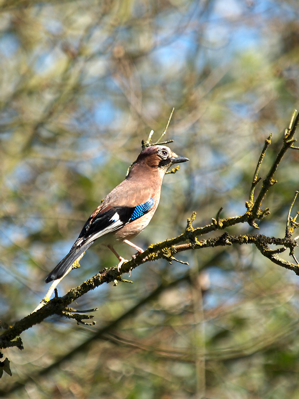 Bird Bad Bokeh