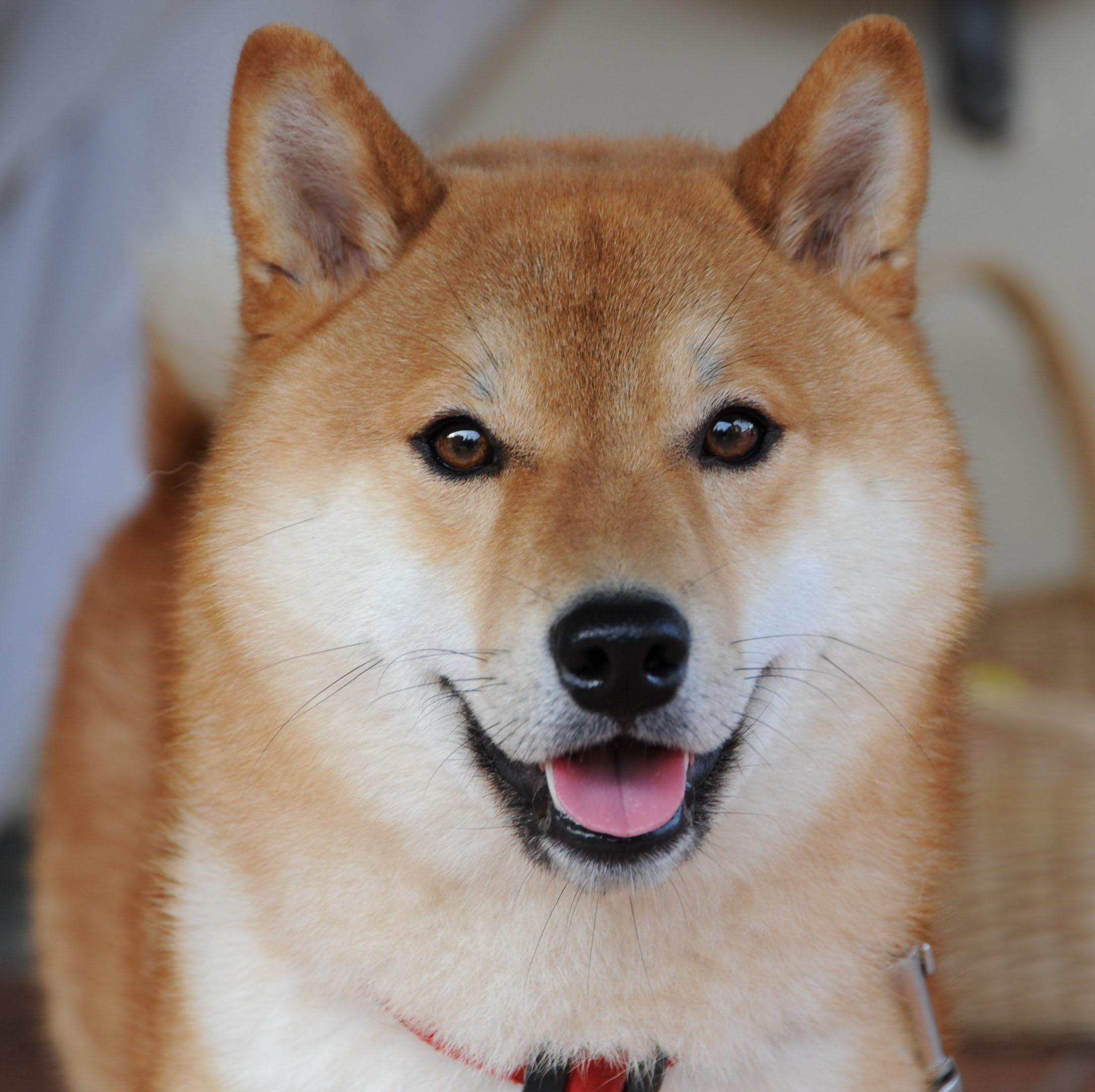 Statistical Shiba inu's user avatar