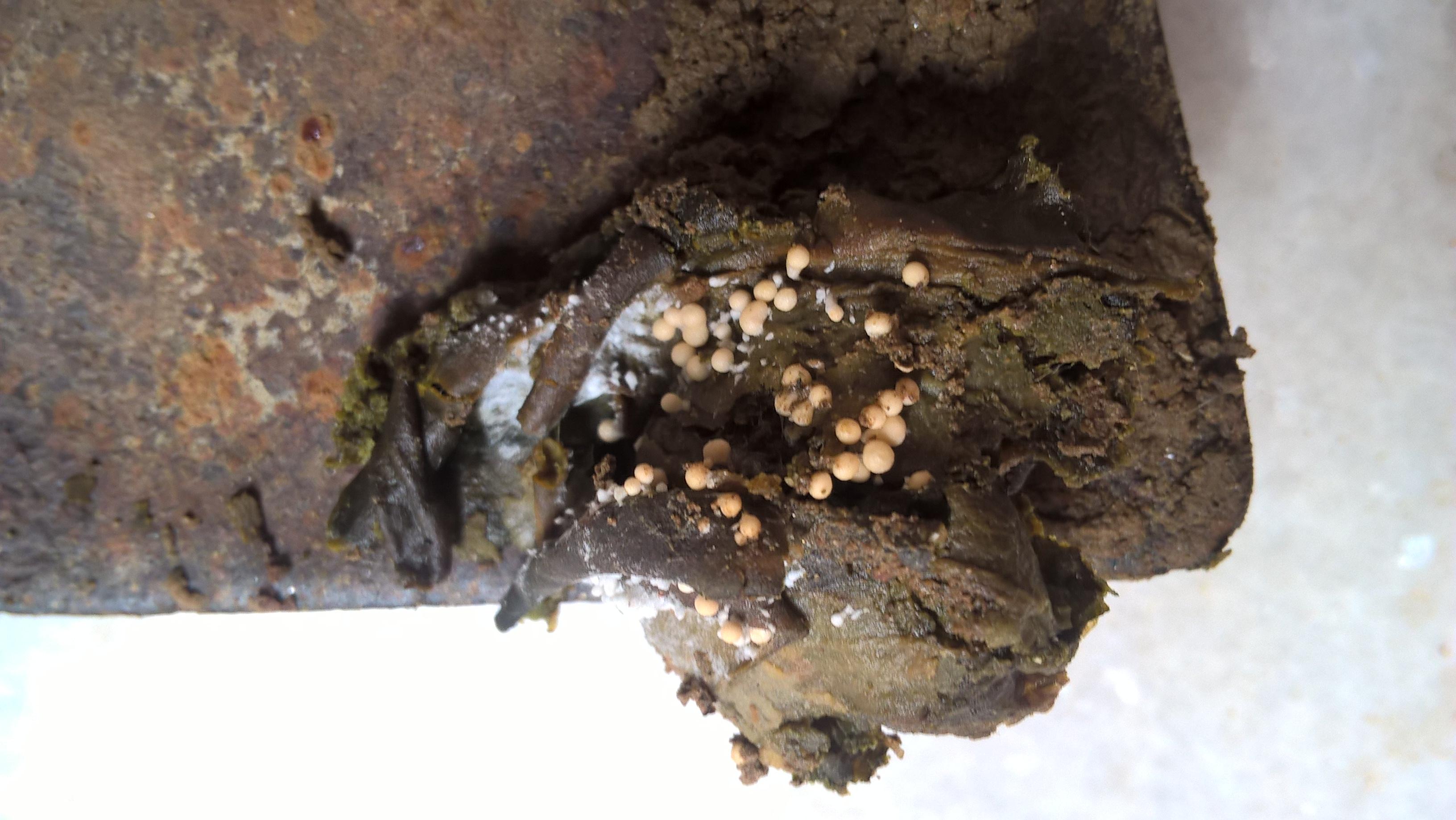 Fungus image 3