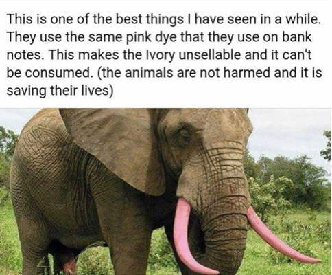 elephant with pink tusks