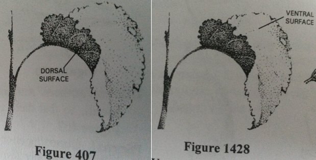 Ventral/Dorsal in plants