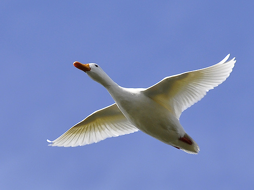 White duck in flight