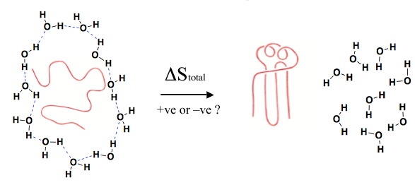 Protein folding and entropy