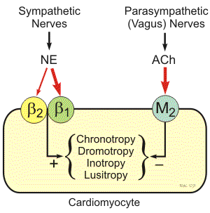 Receptors in Heart