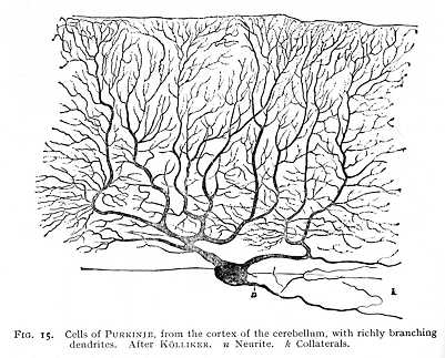 dendritic tree