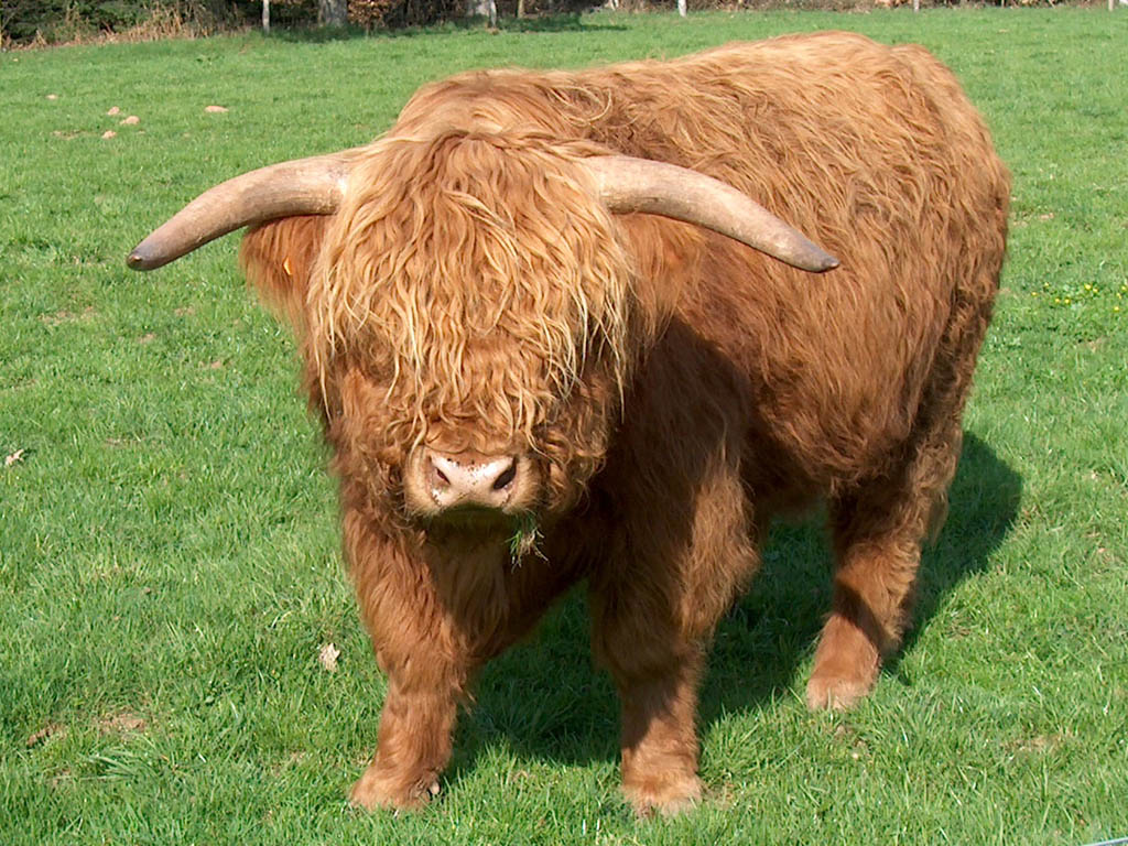 Highland cow.