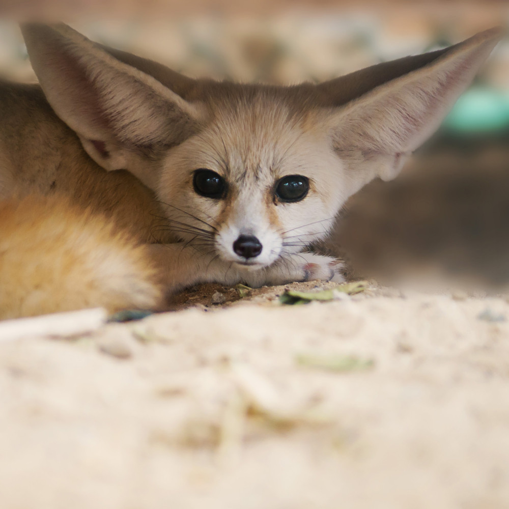 Fennec's user avatar