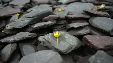 Decorative stones