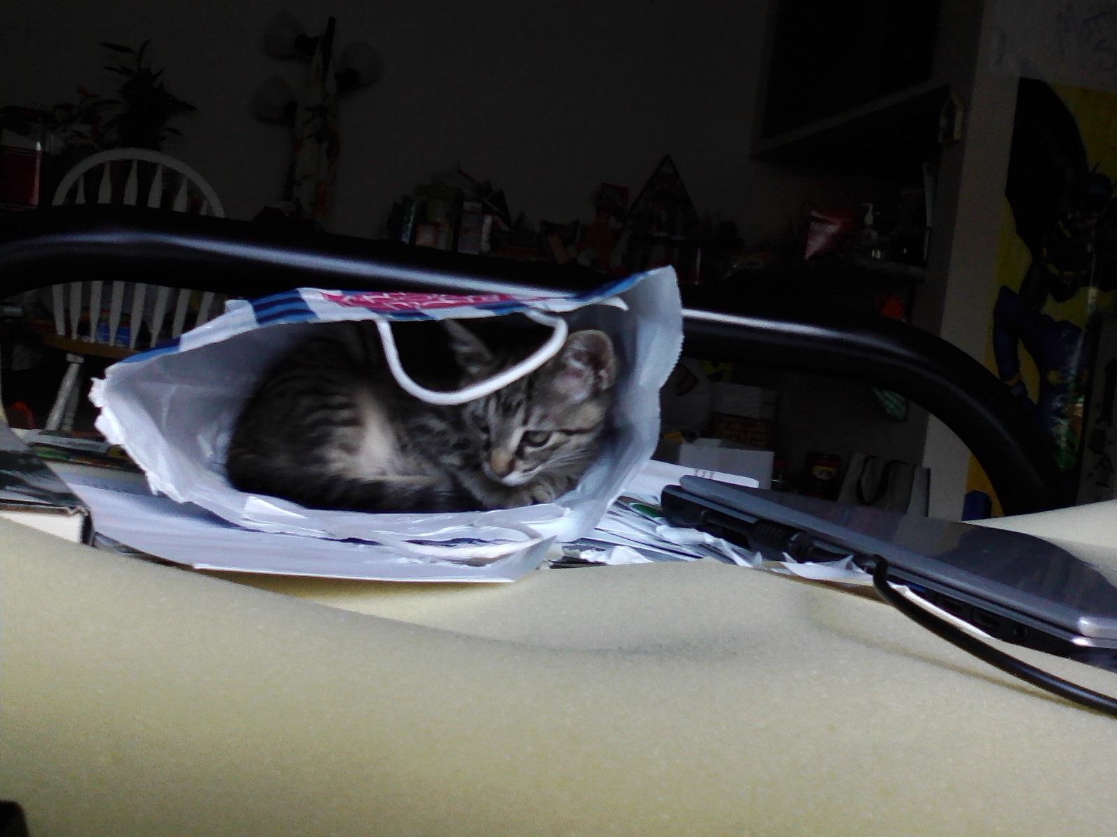 Bagging your cat