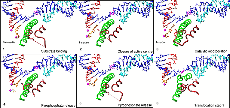 Movie Capture of NTP binding