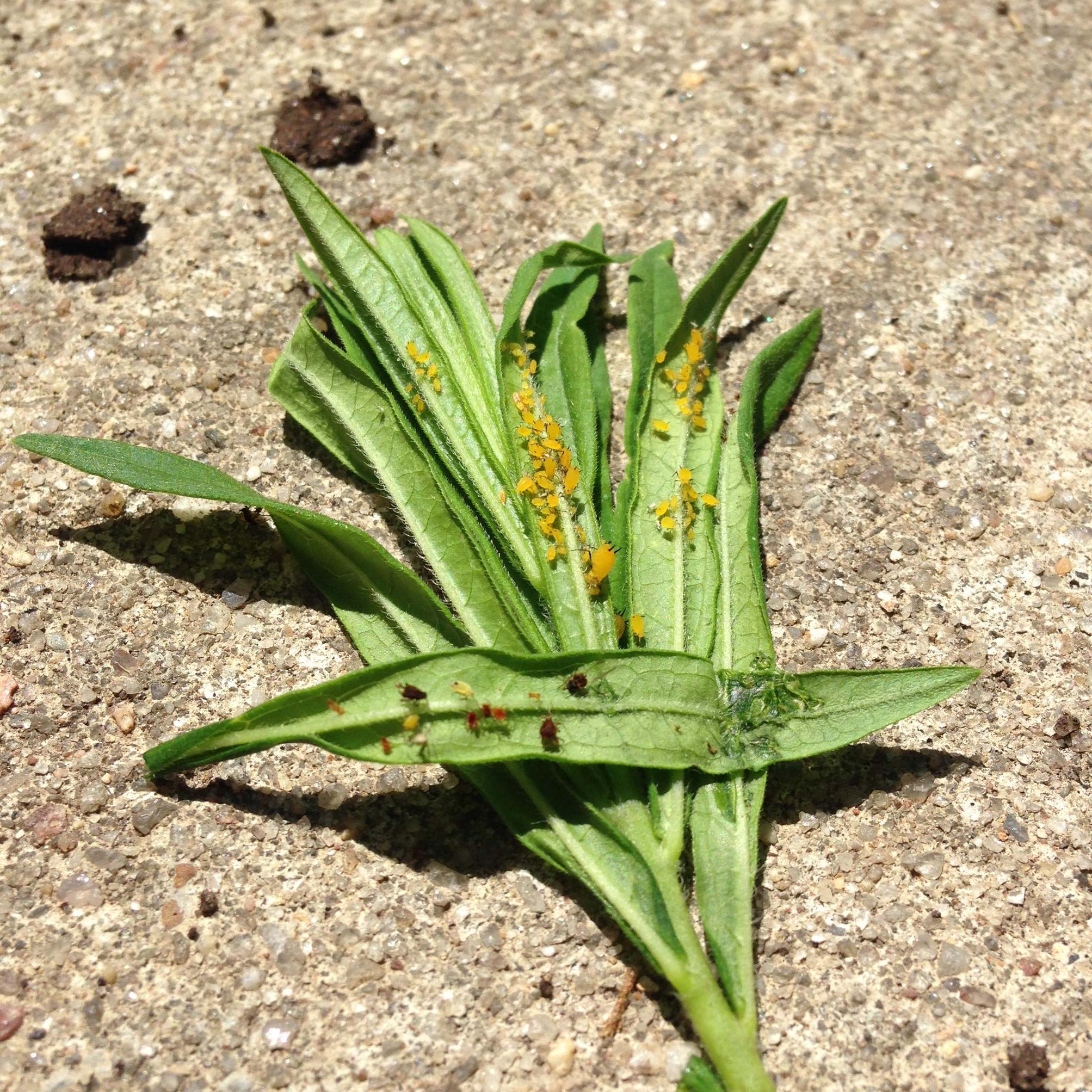 Insects and ashes on underside of butterfly flower leaves