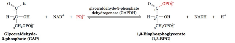 conversion of G3P to 1,3-bisphosphoglycerate