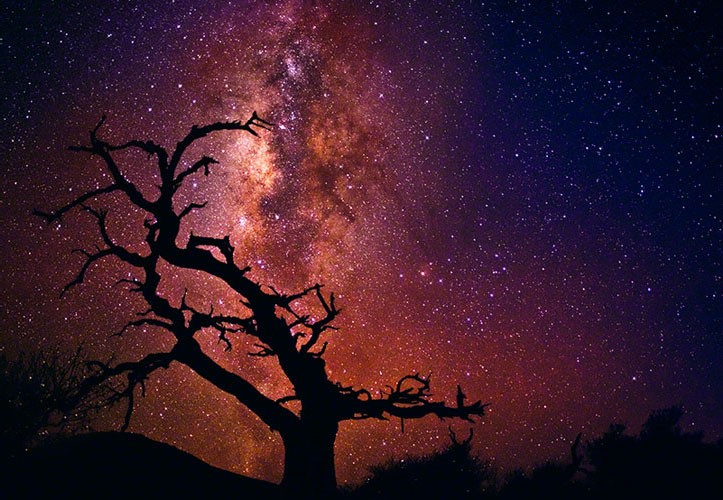 Tree of the Universe