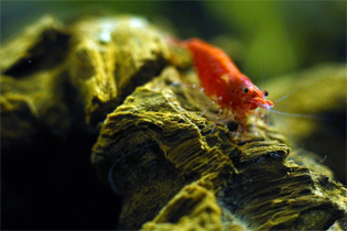 Red Cherry Shrimp - fahad.hasan