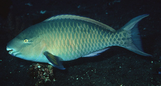 Scarus ghobban, male — from: Randall, J.E., 1997. Randall's underwater photos. Collection of almost 2,000 underwater photos (slides). Unpublished.