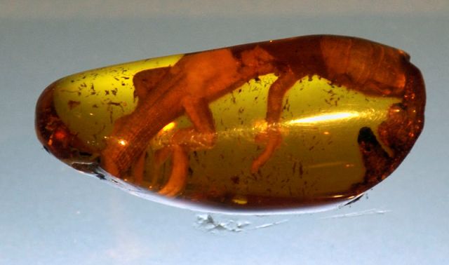 lizard in amber