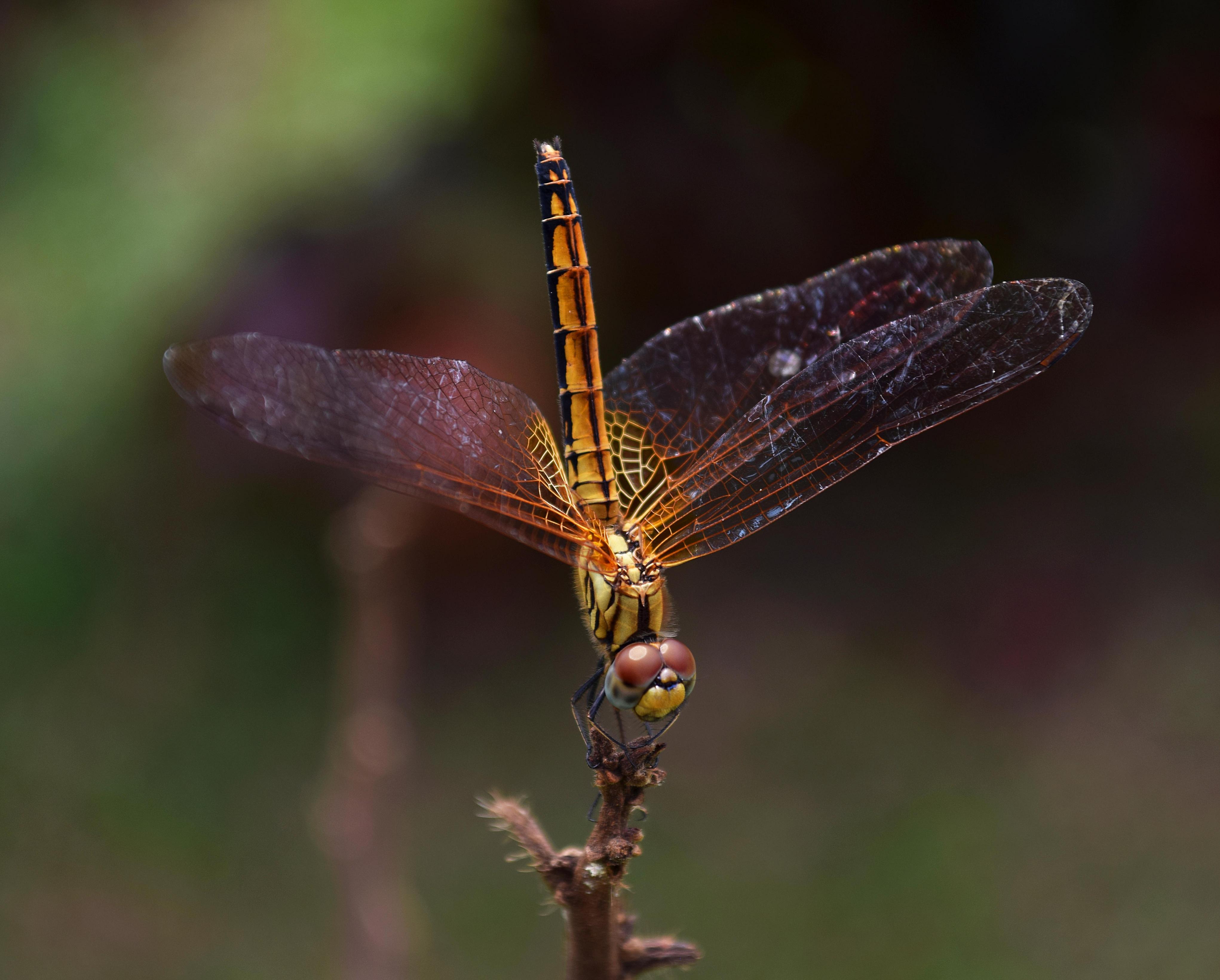 Dragonfly