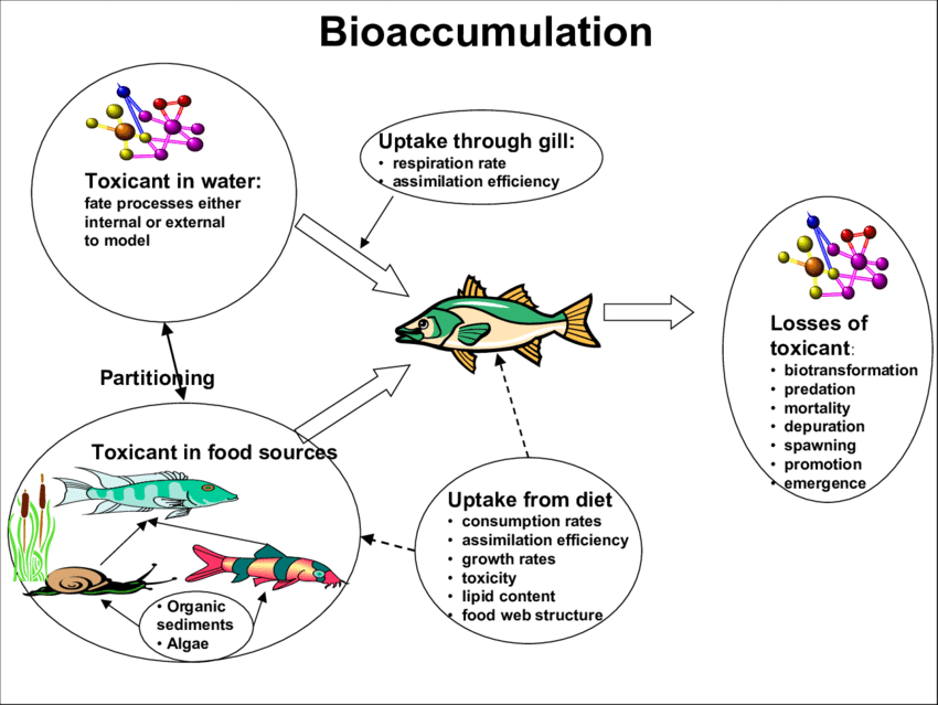 Bioaccumulation