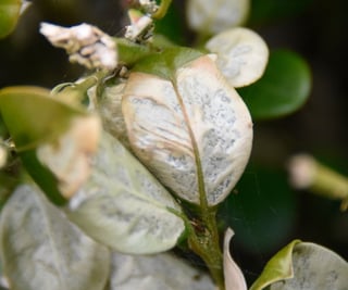 Typical gray leaf