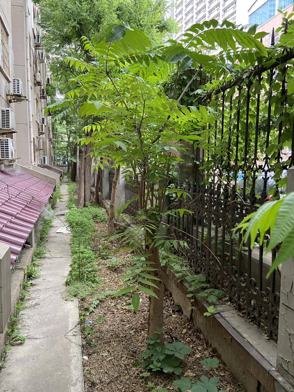 various shrubs and weeds in an urban setting