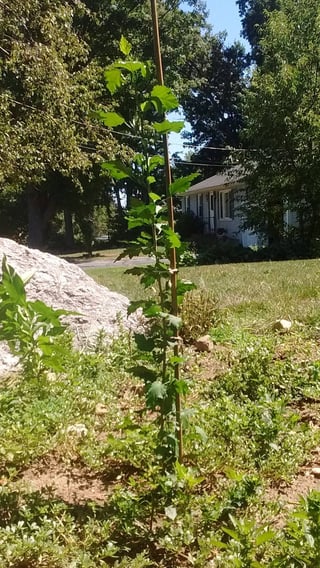 Tall skinny stem (8 buds aren't visible)