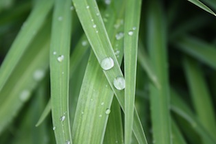 Water droplets on leaves - chaithanya-m