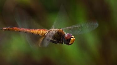 Dragonfly in flight - bbh